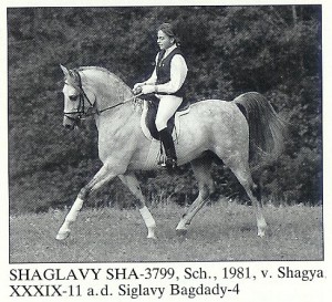 708-shagya-iii-cz.jpg
