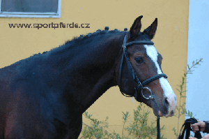24-shagya-x-cz-sereth-hlava.jpg